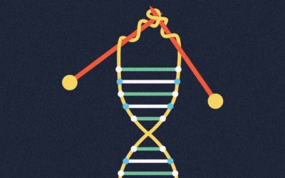 El Efecto Telómero: cómo vivir más sanos y retrasar el envejecimiento (Premio Nobel)